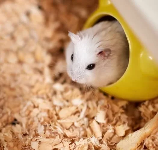 Do hamsters hot sale need toys