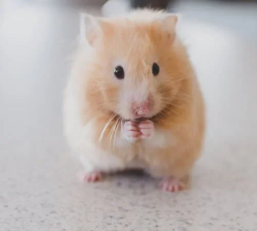 Two syrian hamsters store in one cage