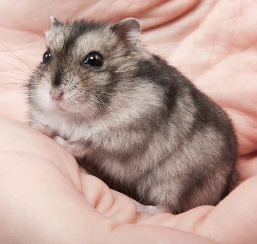 About Russian Dwarf Hamsters