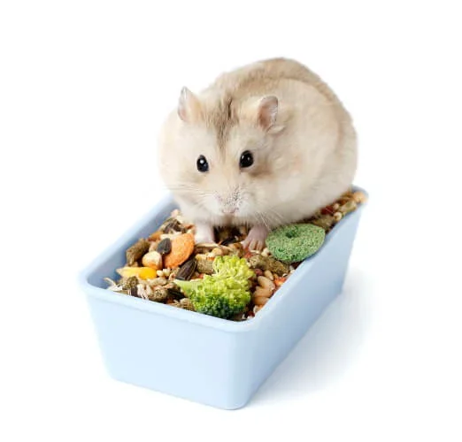 Can humans hotsell eat hamster food