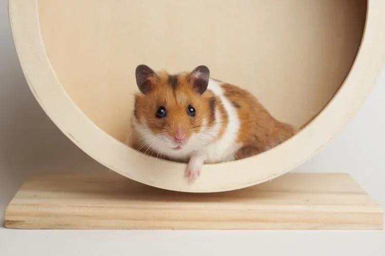 Best hamster wheel 2024 for syrian hamster