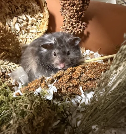 Gus long haired syrian hamster.webp