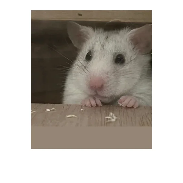 Happy the Syrian hamster webp.webp