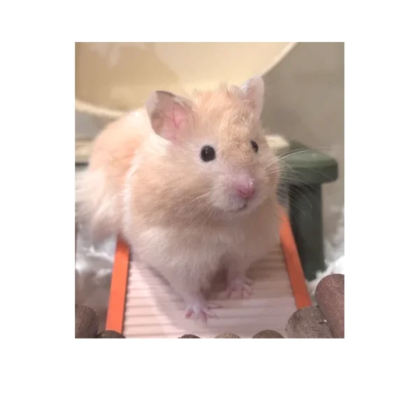 Fluffy cream Syrian hamster Ruby.webp