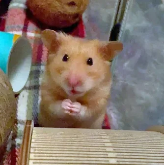 Syrian Hamster Sandi 3.webp