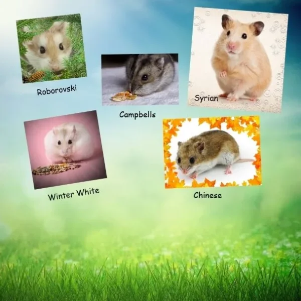 Syrian Vs. Siberian Hamsters