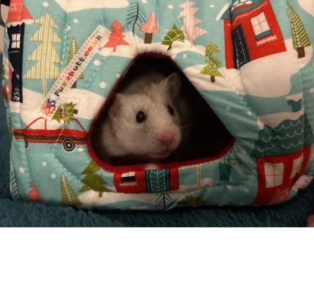 Happy the Syrian in her snooze cube.webp