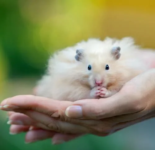 Grey long haired syrian sales hamster