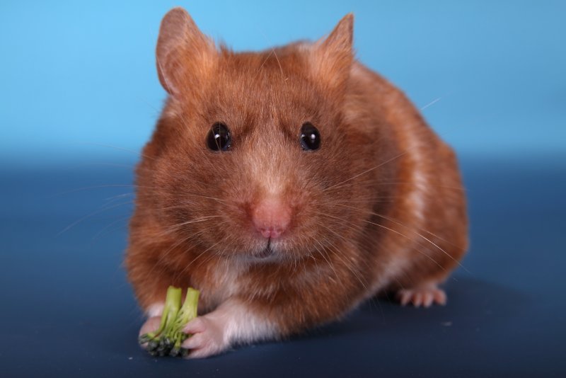 Hamster eating broccoli.jpg