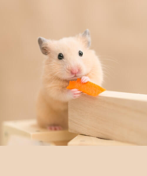 13 Signs Of Old Age In Hamsters, And How To Care For Them
