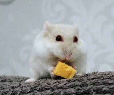 Can russian dwarf hamsters eat apples best sale