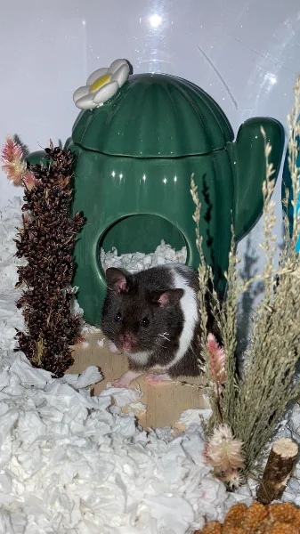 Mr Maggie.webp