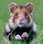 European Hamster.jpg