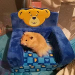 Wally Chair Resized.webp