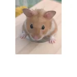 Photo comp winner Hamlet (RIP)