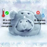 Cold hamster torpor webp.webp