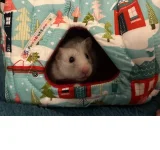 Syrian Happy & Christmas prize