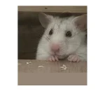 Happy the Syrian hamster webp.webp
