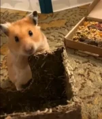 Photo Comp Winner Higgins