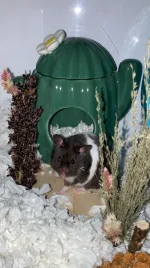 Mr Maggie.webp
