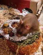 Hammy.webp