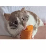 Syrian Hamster Fifi 5.webp