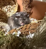 Gus long haired syrian hamster.webp