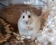 Dango The Hammy.webp