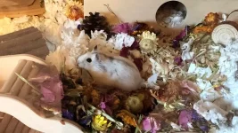 Dango Exploring.webp