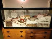 Dango's Enclosure .webp