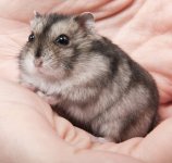Can Hamsters live in pairs or groups?