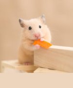 Safe and unsafe food list for Hamsters