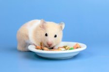Hamster eating food.jpg