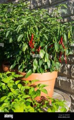 a-potted-chili-pepper-plant-turkish-aci-sivri-cayenne-capsicum-annuum-DCEGHW.jpg