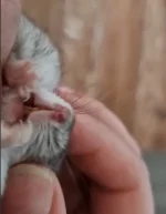 hammie 2.webp