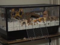 Plaza for dwarf hamster.JPG