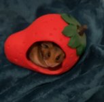 Tino Strawberry.jpg