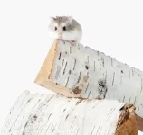 Safe and Unsafe Woods for Hamsters