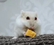 Hamster with cheese.webp