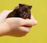 Taming your hamster