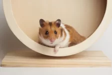 Hamster wheels.webp