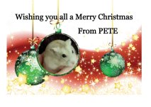 PETE XMAS COMP.jpg