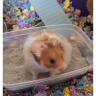 Helens hamster