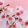 Lovelyness