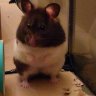 Hank