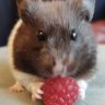 hamster lover 123