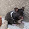 Hammie-O