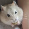 luluthehammy