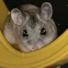 elusive