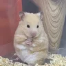 Rzt